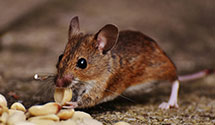 24 Hour & Emergency Exterminators in Spring Valley, MN